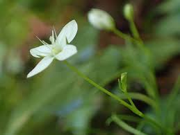 Image result for Mimulopsis runssorica