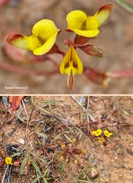 Image result for Argyrolobium tuberosum