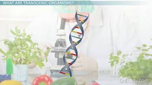 What is the purpose of a test cross? Transgenic Organisms Definition Uses Video Lesson Transcript Study Com