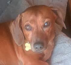 Dachshunds, doxies, puppies for sale, longhair dachshunds, wirehair, smooth, mini dachshunds, standard puppy for sale, available puppies, family dogs,. Southern California Dachshund Relief Inc Dachshund Rescue California