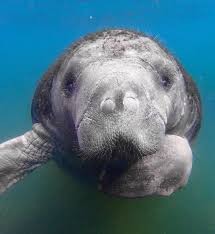 And Dabbb Manatee Got Some Moves Dabbing Savingthewaves Manatee Ocean Animals Animals Beautiful
