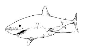 Black And White Shark Design Pin On Design