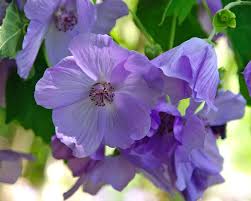 Image result for Abutilon