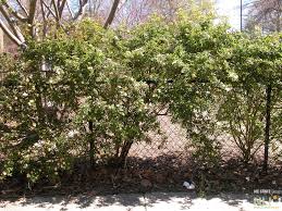 Remove all plants and vegetation under and around your fence, then cover the bare soil with mulch. Naturalizing Chain Link Fences Nli