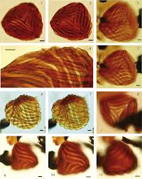 Image result for Mohria lepigera