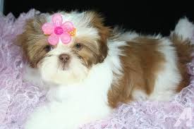Rare Color Non Fading Red White Liver Shih Tzu 5 Months Shih Tzu Shih Tzu Puppy Pet Birds