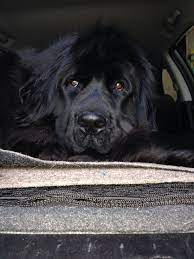 Winston The Newfoundland Newfoundland Dog Big Dogs Cute Dogs