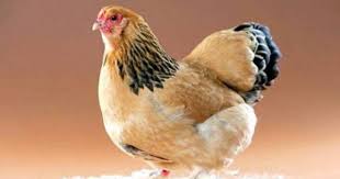 صور دجاج الدجاجة دجاجة لكن Chicken Breeds Brahma Chicken Chickens Backyard