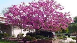 Dengan desain taman sederhana, cemara udang akan memiliki pesona yang khas. 9 Pohon Rindang Untuk Rumah Minimalis Sebagai Peneduh Rumahlia Com