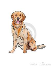 How to draw a golden retriever puppy golden retriever pictures are. Vector Cartoon Sketch Drawing Of The Whole Body Of A Smiling Yellow Dog Breed G Golden Retriever Illustration Golden Retriever Cartoon Golden Retriever Drawing