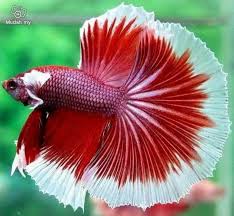 Video i 4k og hd klar til næsten enhver nle nu. Siamese Fighting Fish Red White Butterfly Half Moon Tail Betta Splendens Betta Fish Care Beautiful Fish Betta Fish