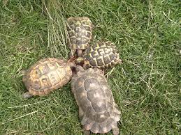 Location (city and/or state) the catskill mountains of new york state. Testudo Genus Wikipedia