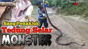 Saksikan video ini sampai habis #bunyiular #suaratedungselar. Suara Ular Tedung Selar Berkokok Mirip Ayam Hutan Youtube