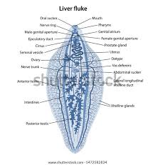 Liver flukes are an important cause of acute and chronic disease in grazing sheep and cattle. Diagram Liver Fluke Drawing Fasciola Reproductive System Life Cycle In Sheep And Snail Study Score Hello Friends In This Video I Tell You About How Can We Draw Labelled Diagram