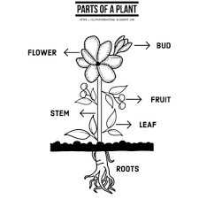 After a molyndenum deficiency is cleared up, the problem (pink coloring and yellowing leaves) will stop appearing on other parts of the plant, usually within a week. Parts Of A Plant Coloring Worksheets Teaching Resources Tpt