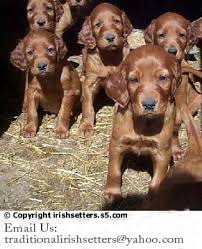 If you would like to learn more about english setter or inquire about my breeding program, please don't hesitate to contact me. Traditional Irish Setters Bird Dog Breeders Irish Setter Puppies