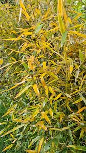 Image result for Bamboo Yellow 1958 Imperial