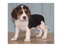 Greenfield puppies has puppies for sale in ohio! Beagle Dog Male Tri Colored 2090157 Petland Carriage Place