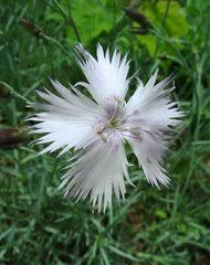 Image result for Dianthus chimanimaniensis