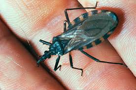 Resultado de imagem para doenÃ§a de Chagas