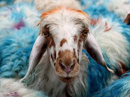 Is driving a car a innovation? Eid Al Adha More Than Just Slaughtering Animals Daily Sabah