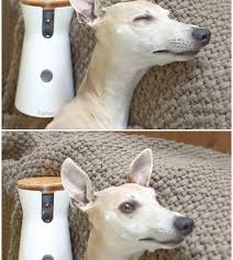 Macht es euch schön mit unseren frabenfrohen tassen, schalen. Was Macht Euer Hund Wenn Ihr Nicht Zuhause Seid Furbo Weiss Es Mrs Greenery