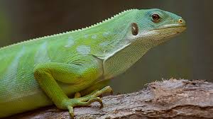 Image result for Launaea rogersii