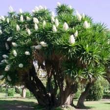 Yucca Palme Dungen Wann Wie Womit Plantura In 2020 Yucca Palme Pflanzen Bodendecker