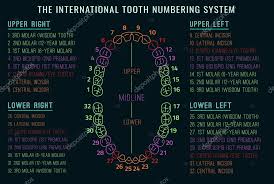 Teeth Vector Infographic Stock Vector Annyart 109074574