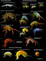 Native only to a particular locality or region:. The Level Of Putative Carotenoid Binding Proteins Determines The Body Color In Two Species Of Endemic Lake Baikal Amphipods Peerj