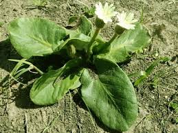 Image result for Gerbera piloselloides