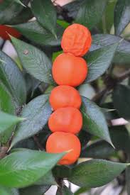 Image result for Alyxia ruscifolia