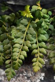 Image result for Asplenium stuhlmannii