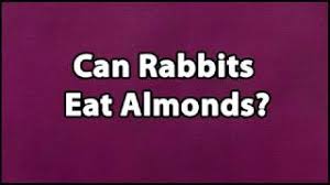We did not find results for: Can Rabbits Eat Almonds Youtube