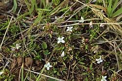 Image result for Spermacoce subvulgata