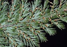 Image result for Abrodictyum