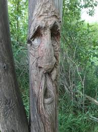 Free for commercial use no attribution required high quality images. The Hidden Art In A Winnipeg Forest Ctv News