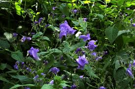 Image result for Strobilanthes