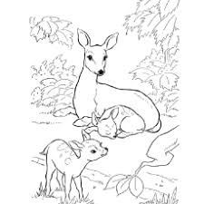 If your child loves interacting. Top 20 Deer Coloring Pages For Your Little Ones