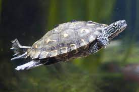 It won't be very comfortable, but it is possible for it to surv. How Long Can Pet Turtles Stay Underwater Petset Com