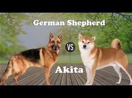We did not find results for: German Shepherd Vs Akita Inu Breed Info And Comparison Youtube
