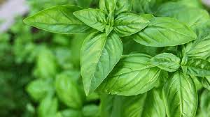 Untuk meredakan batuk, madu bisa diminum langsung. Mau Batuk Berdahak Cepat Sembuh Obati Dengan Daun Kemangi Serambi Indonesia