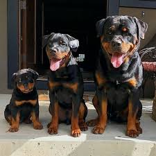Rottweiler 2020 Yavru Kopek Kopek Hayvanlar