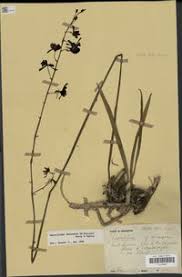 Image result for Oeceoclades decaryana