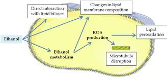 Under The Influence Of Alcohol: The Effect Of Ethanol And Methanol On Lipid  Bilayers. - Abstract - Europe Pmc