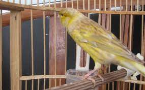 Walaupun demikian, banyak orang yang tidak pandai dalam perbedaan bentuk fisik antara burung kenari jantan dengan burung kenari betina akan mulai mudah dilihat jika burung kenari berusia 7 bulan. Mengenal Lebih Dalam Kenari Isabel Dan Hal Menarik Gambar