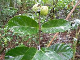 Image result for Landolphia foretiana