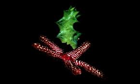 Image result for Orbea maculata