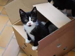 Bei interesse stellen wir gerne den kontakt her! Im Karton Ausgesetzt Zehn Welpen Suchen Ihr Zuhause Hamburger Tierschutzverein Von 1841 E V