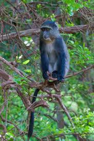 Blue Monkey Cercopithecus Mitis Blue Monkey Blue Monkey